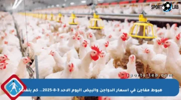 هبوط مفاجئ في أسعار الدواجن والبيض اليوم الأحد 3-8-2025.. كم بلغت؟